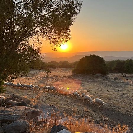 Su Saucu Villa Dorgali Buitenkant foto