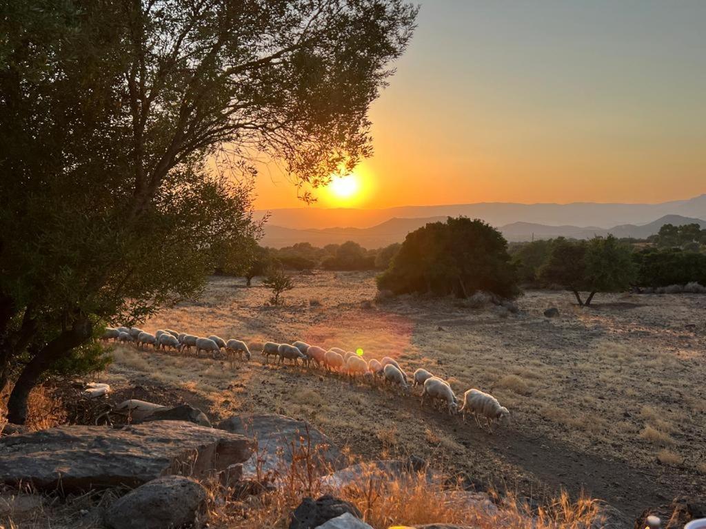 Su Saucu Villa Dorgali Buitenkant foto